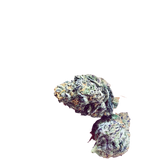 Peyote critcal