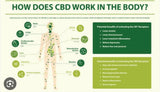 CBD oil