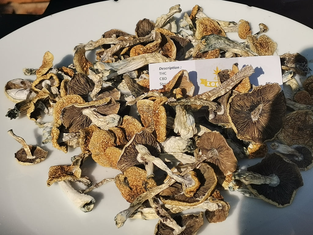 1g Amazone magic mushrooms